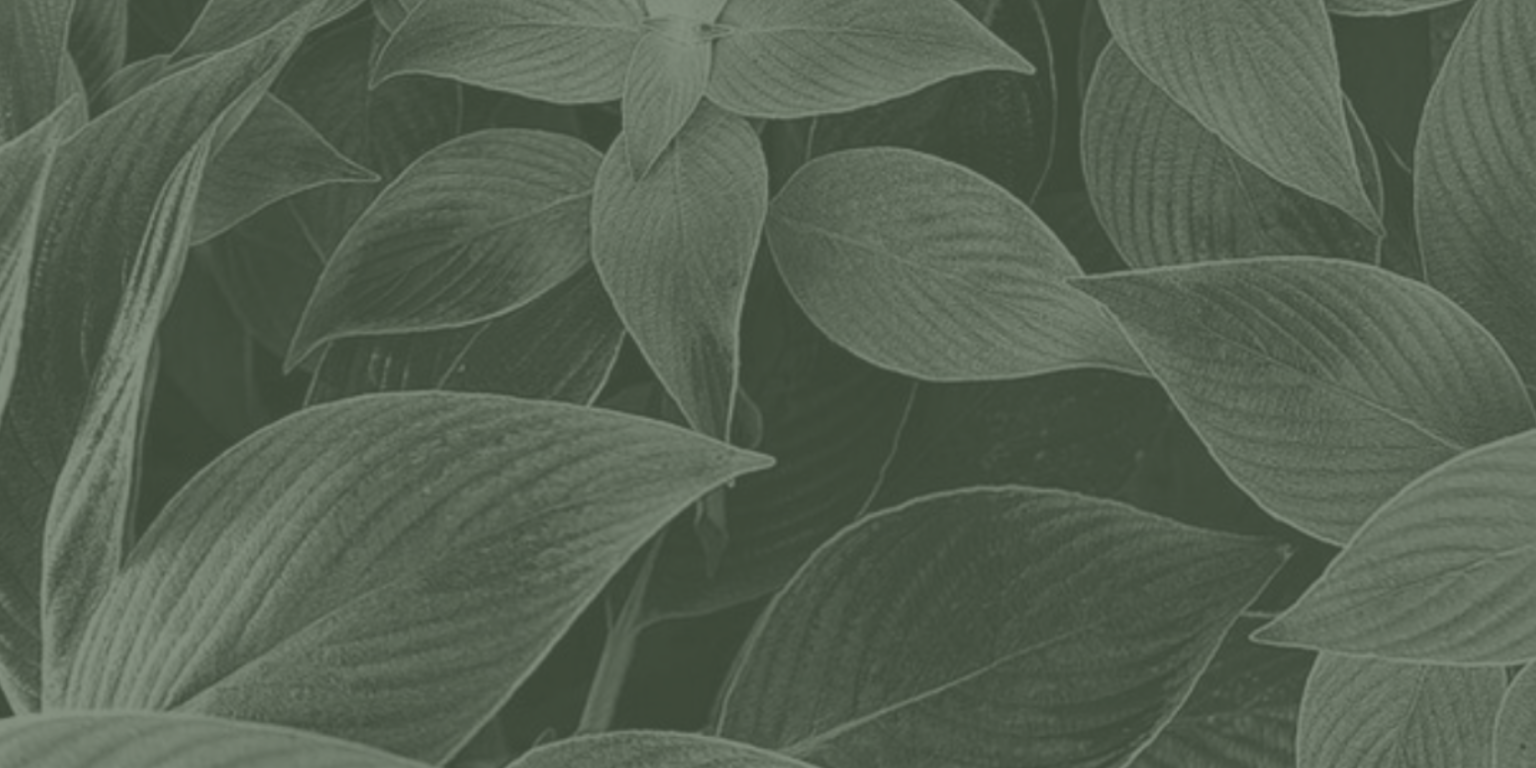 Leaf 10