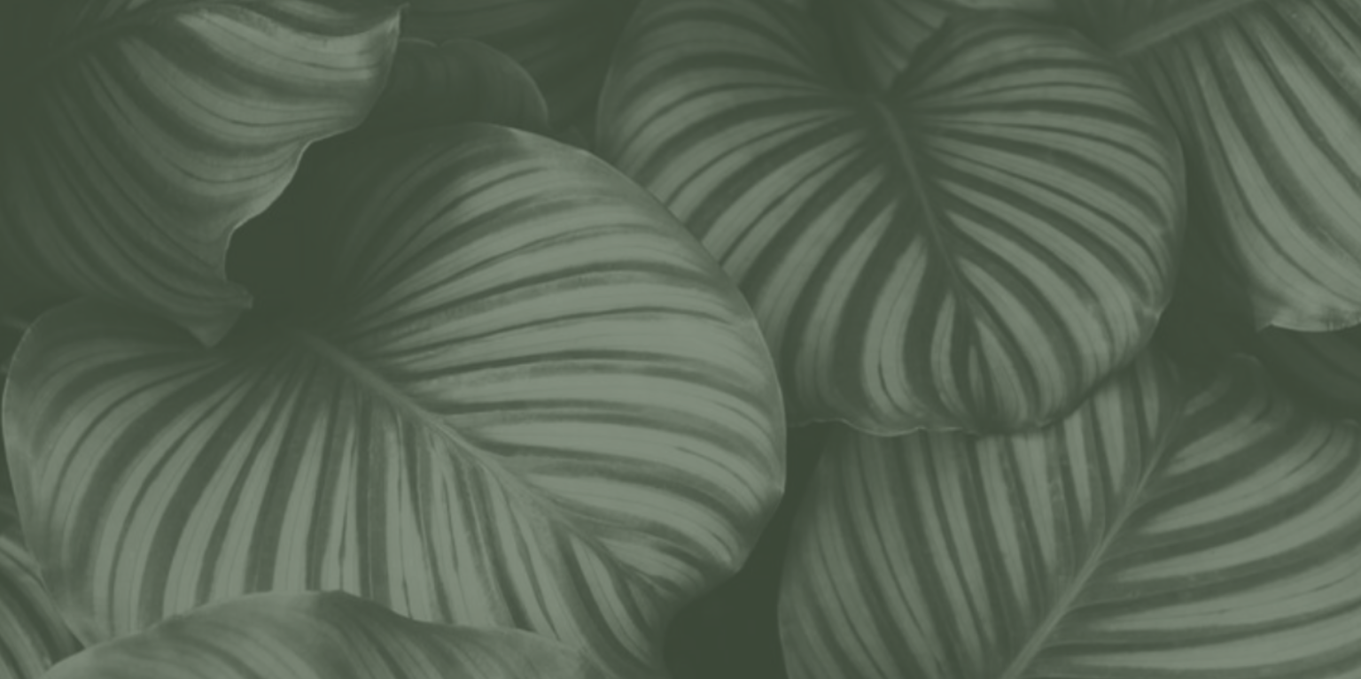 Leaf 11
