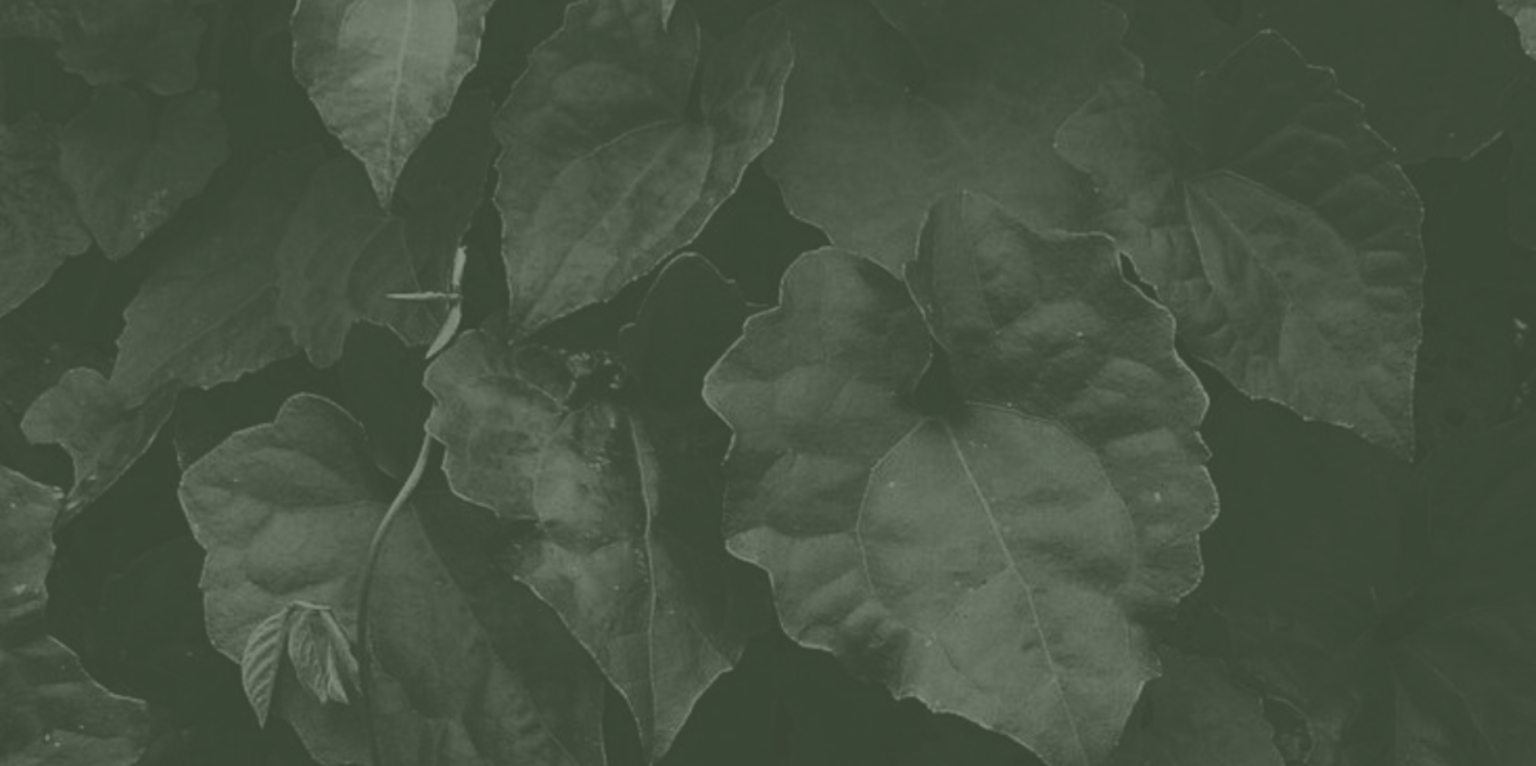 Leaf 12