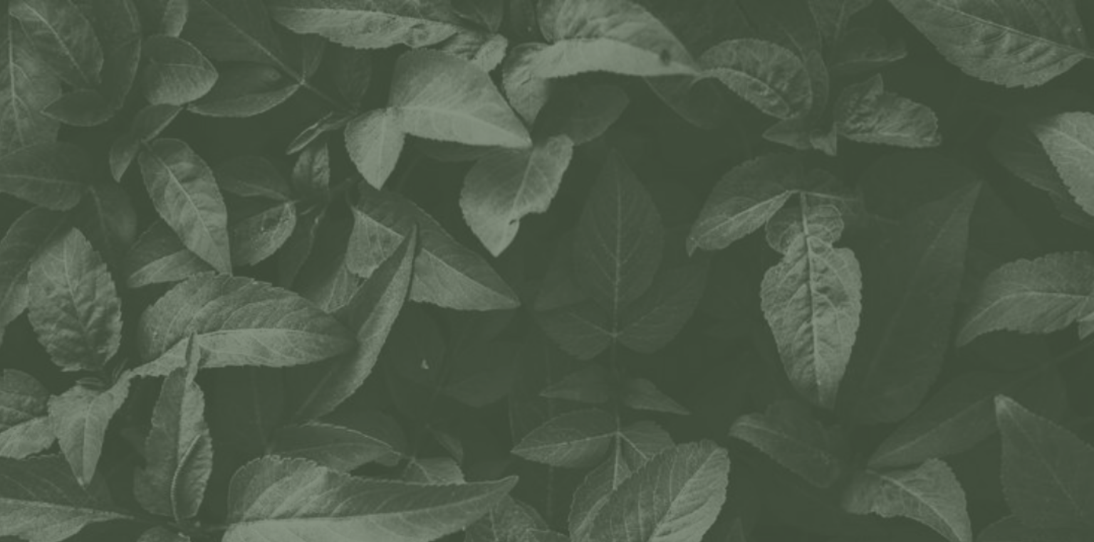 Leaf 14