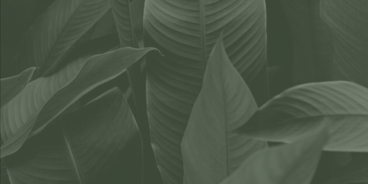 Leaf 15