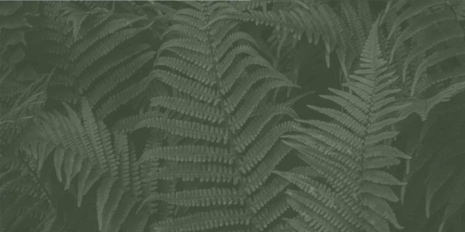 Leaf 2