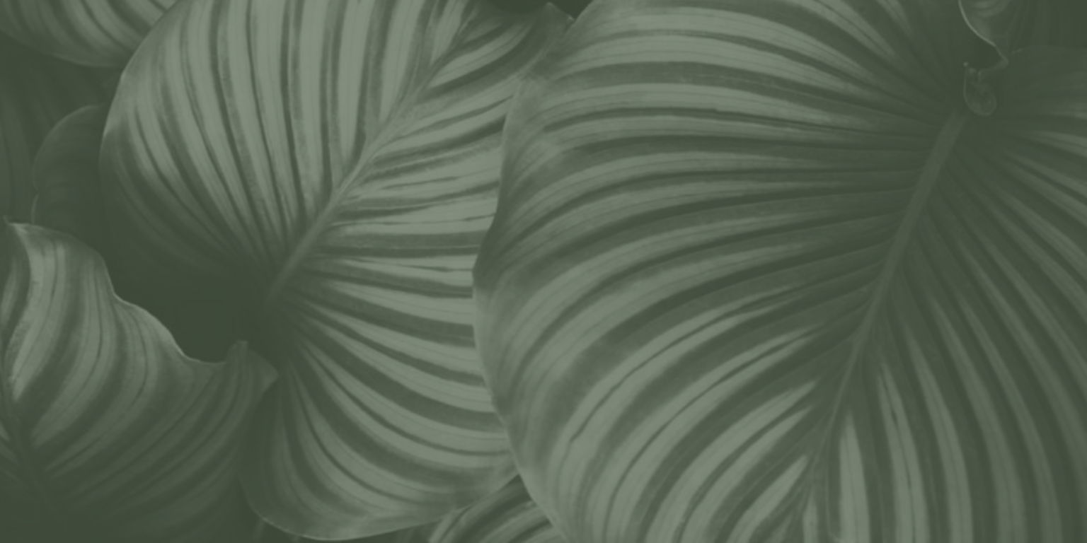 Leaf 3