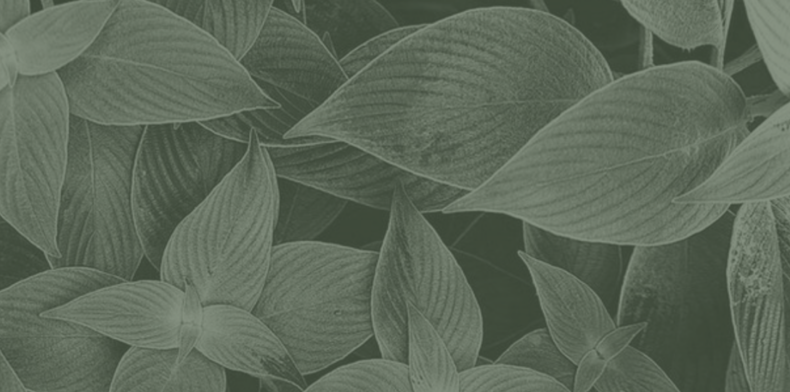 Leaf 4