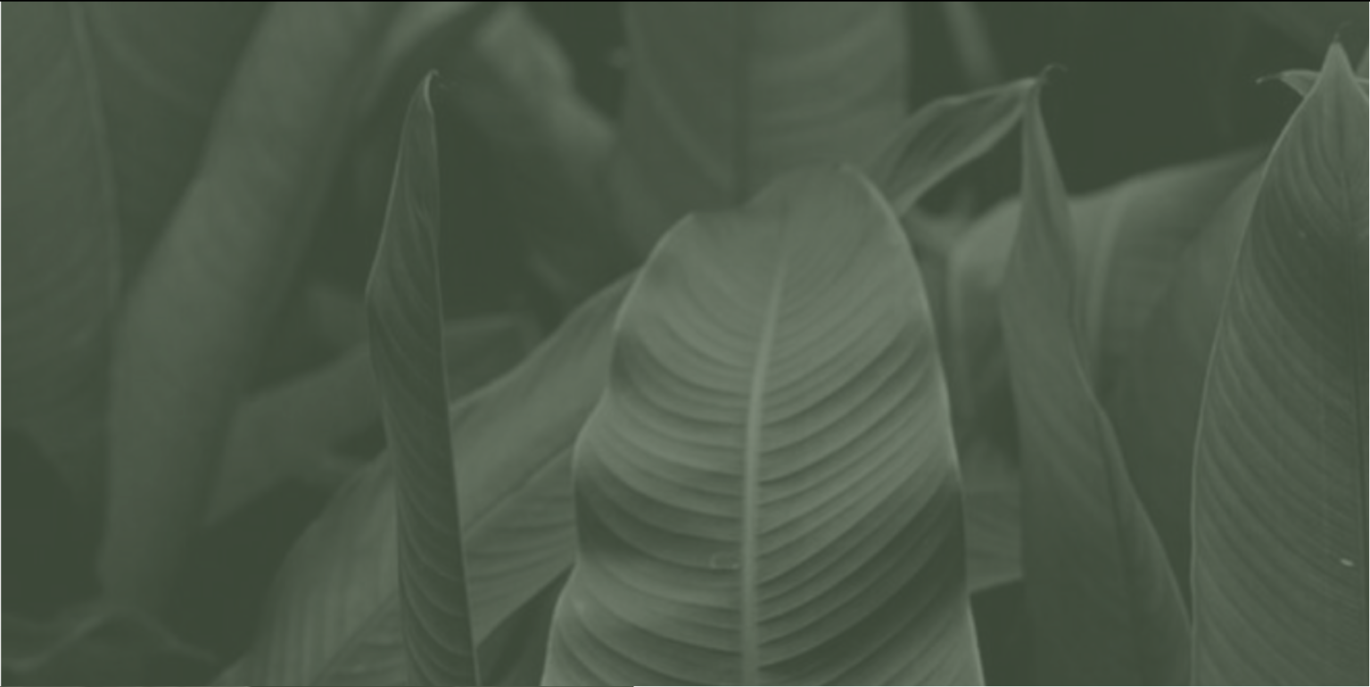 Leaf 6