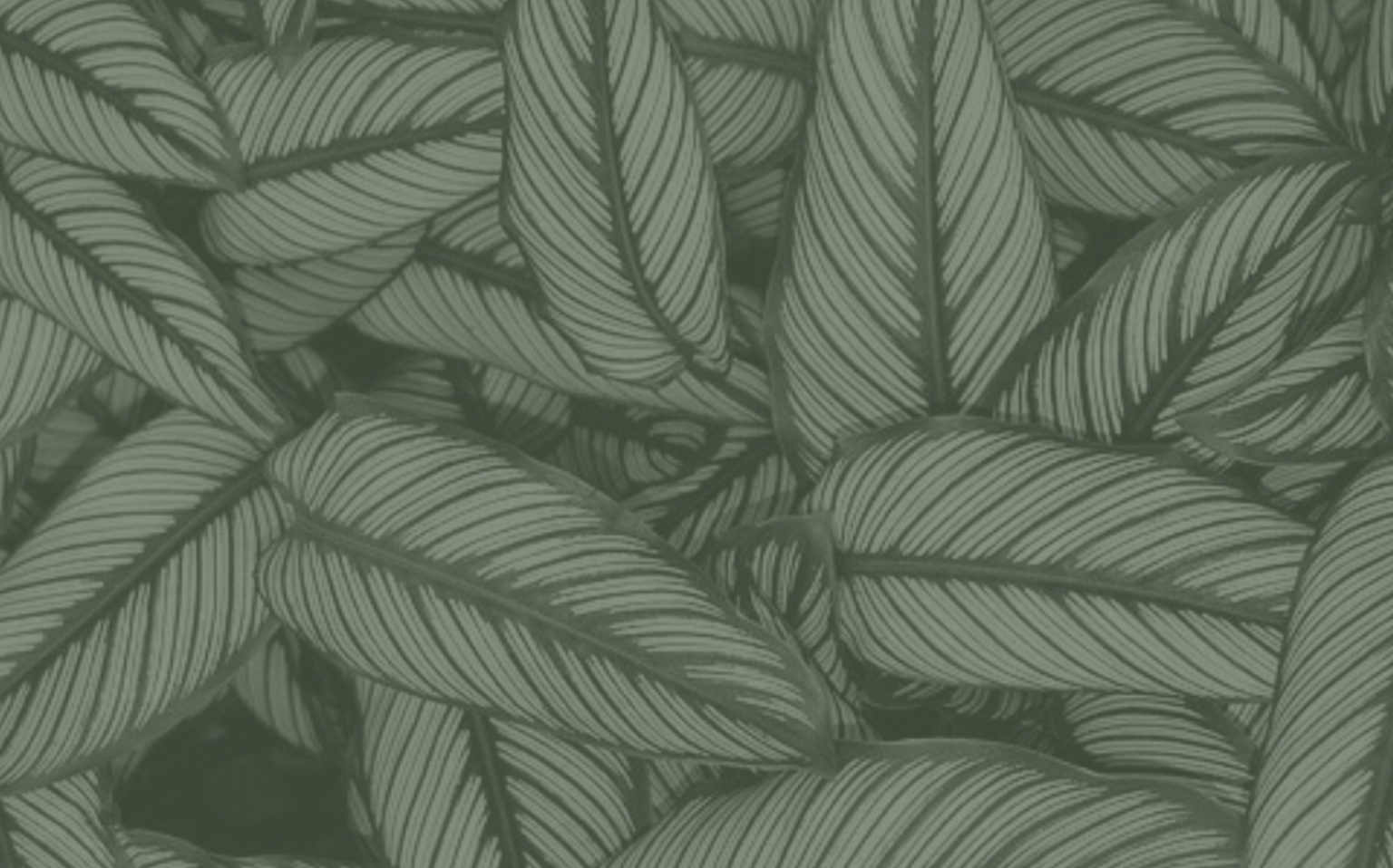 Leaf 8
