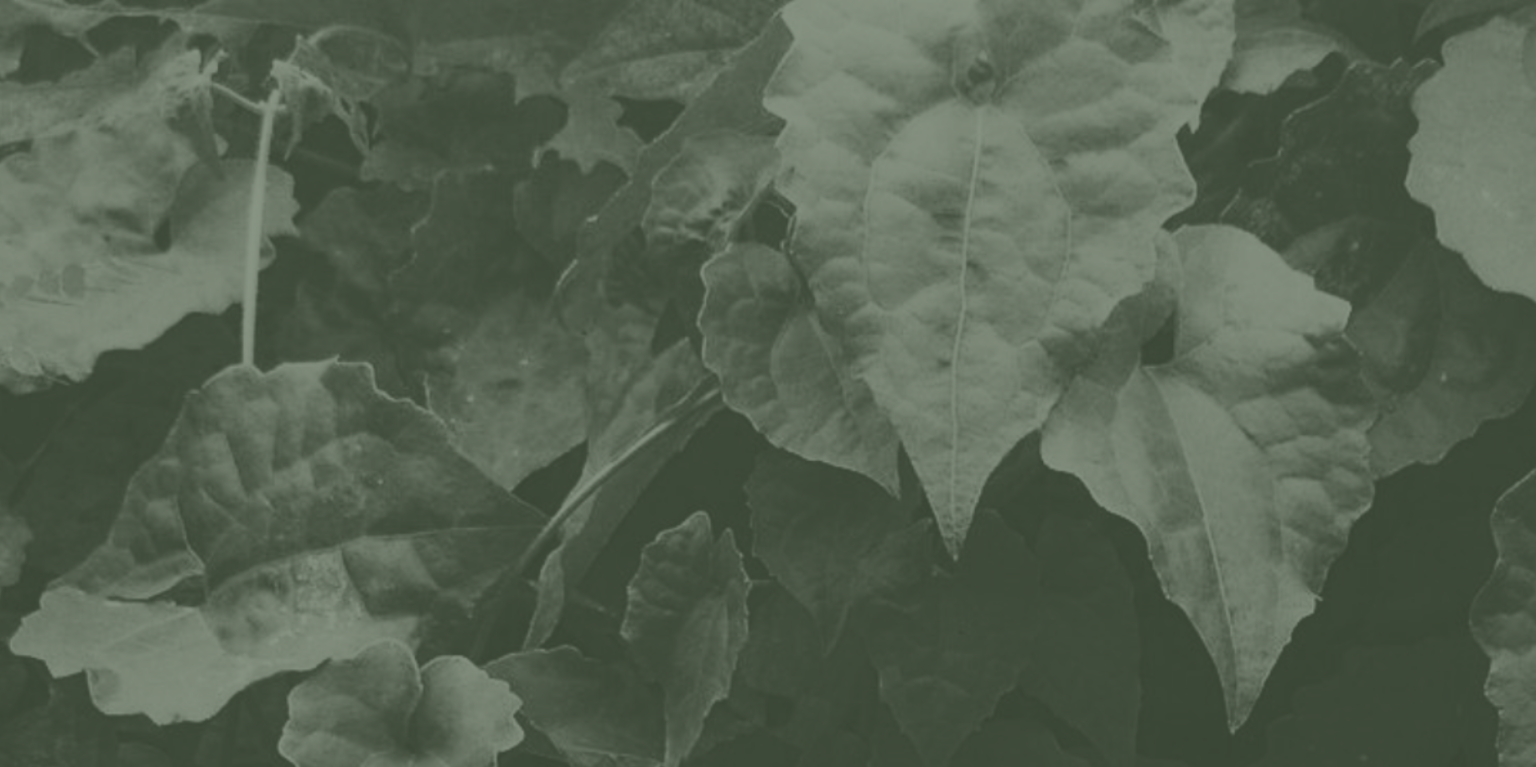 Leaf 9