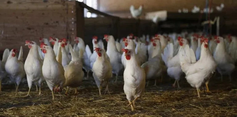Tabbita Poultry