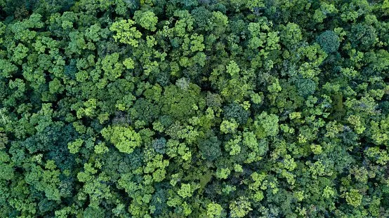 Forest and tree landscape texture background, Aerial top view forest, Texture of forest view from above.