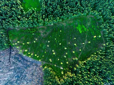 Forest destruction and felling of trees, drone view. Deforestation forest and Illegal logging.